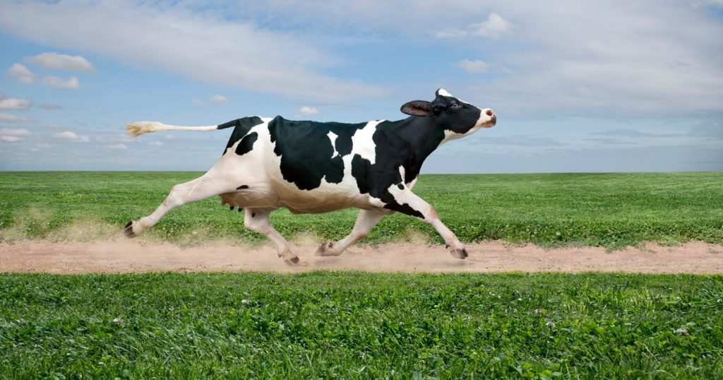 220124 cow se 1143a 57c1ed.jpg