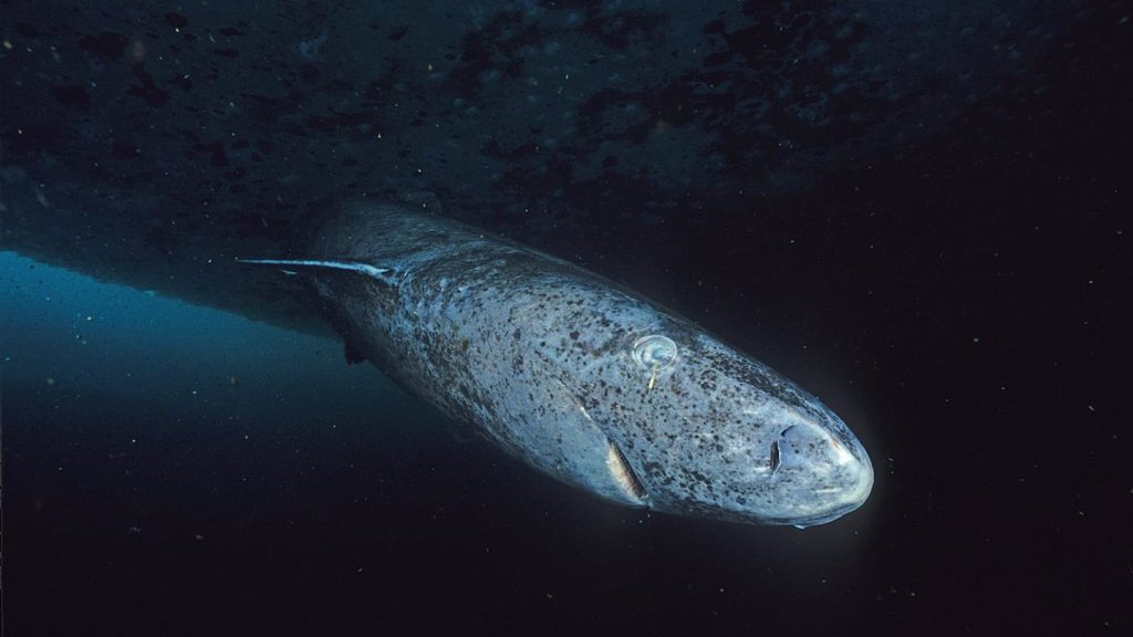 New Study Sheds Light on the Greenland Shark’s Record-Breaking Lifespan 01j35w44xff2cz66hgh5.jpg