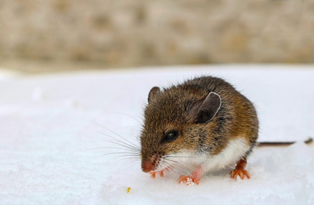 Arizona officials warn about spread of potentially fatal hantavirus 240719 Deer Mouse Ew 421p Af527d.jpg