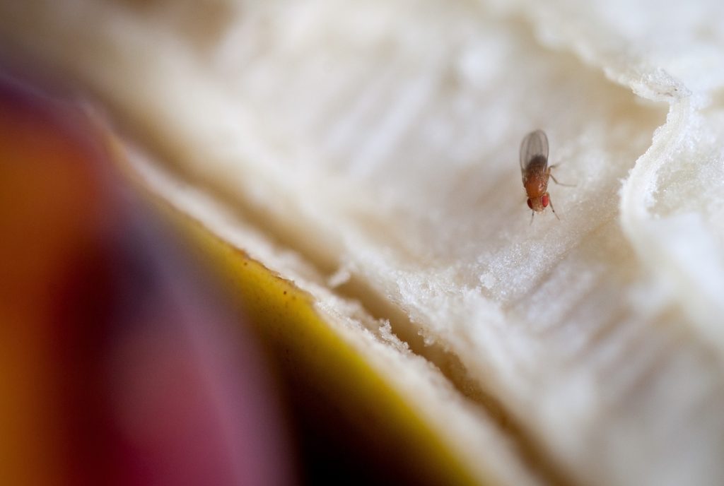 Why fruit flies are smarter than you think 3udwm76n75hvnapizopkzebsxu.jpgw1440.jpeg