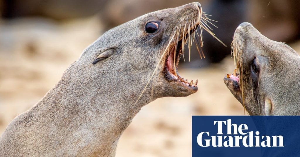 ‘Everyone was paddling to get away’: seals with rabies alarm South Africa’s surfers | Mammals 5200.jpg