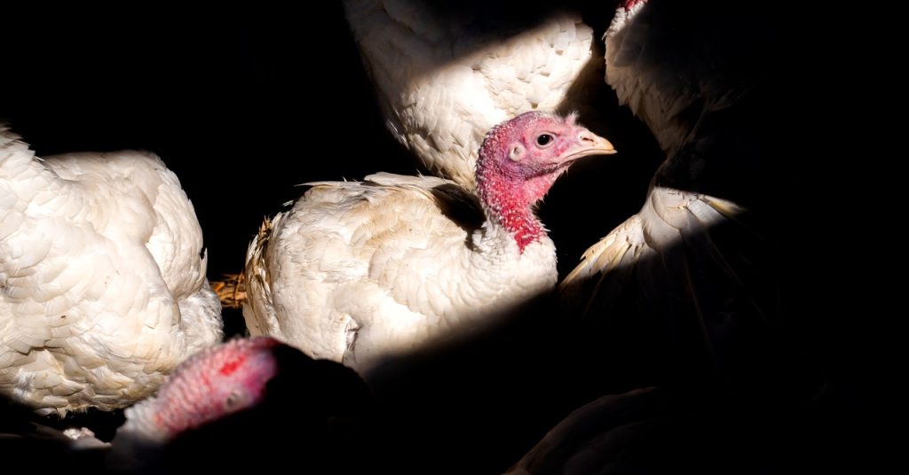 Bird Flu Update Gettyimages 1244781827.jpg