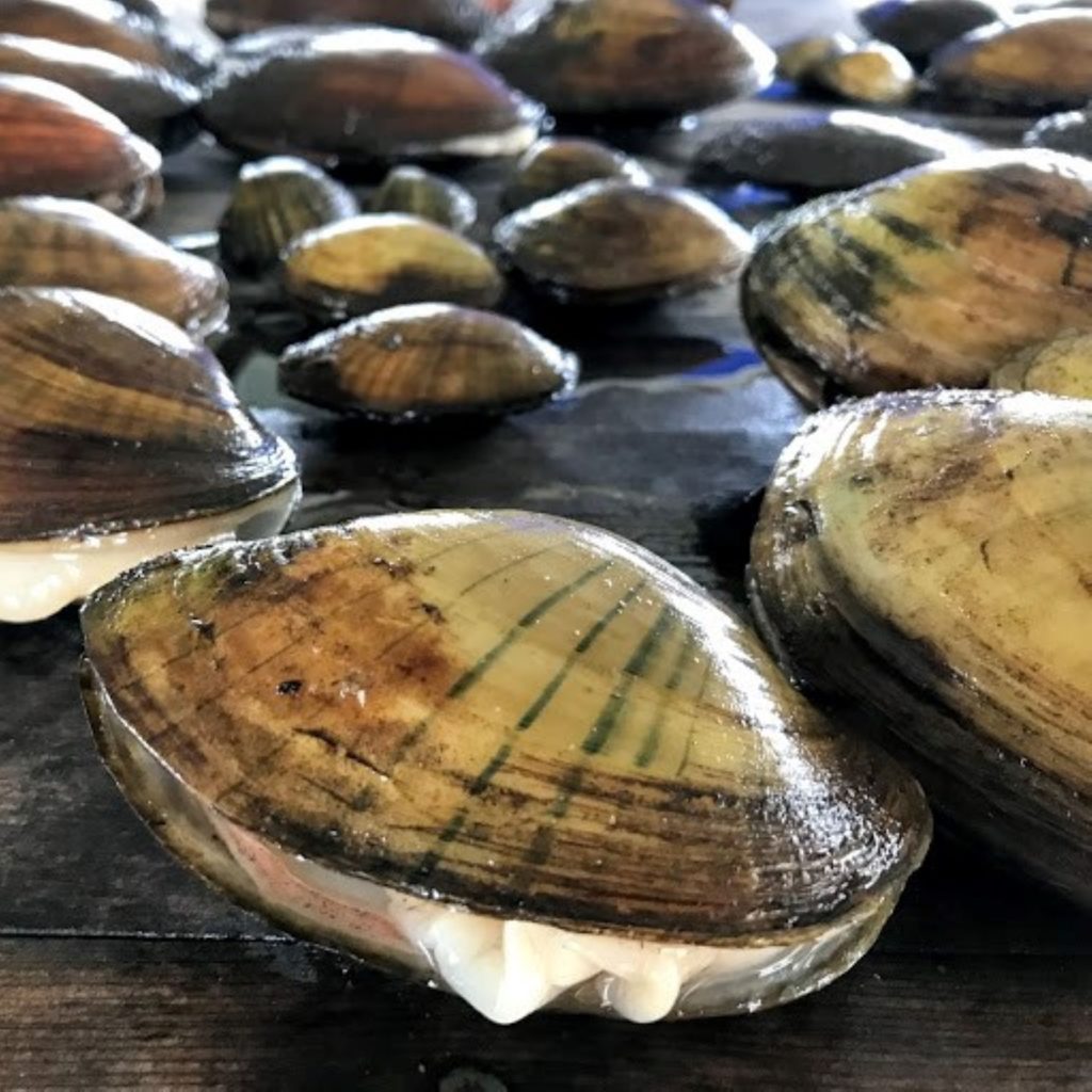 Mass die-off of freshwater mussels in Wisconsin leads to discovery of new parasite Cardium Resize.jpg