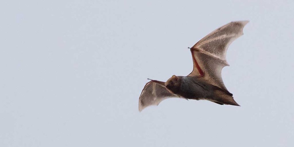 Eastern Red Bat In Central Park By Bruce Yolton E1722034839368.jpeg
