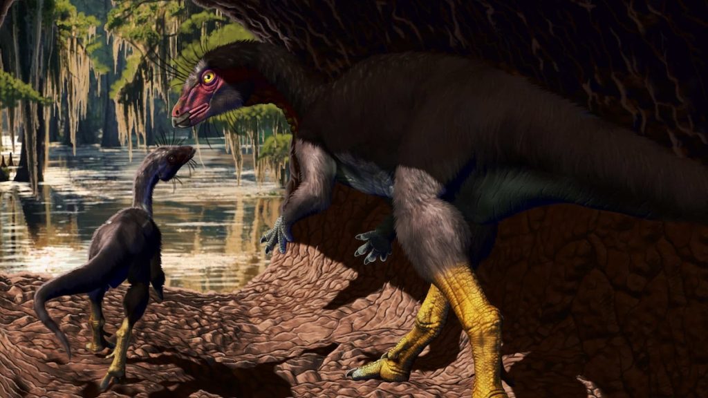 Fona Herzogae V2 Credit Jorge Gonzalez Scaled 16x9.jpg