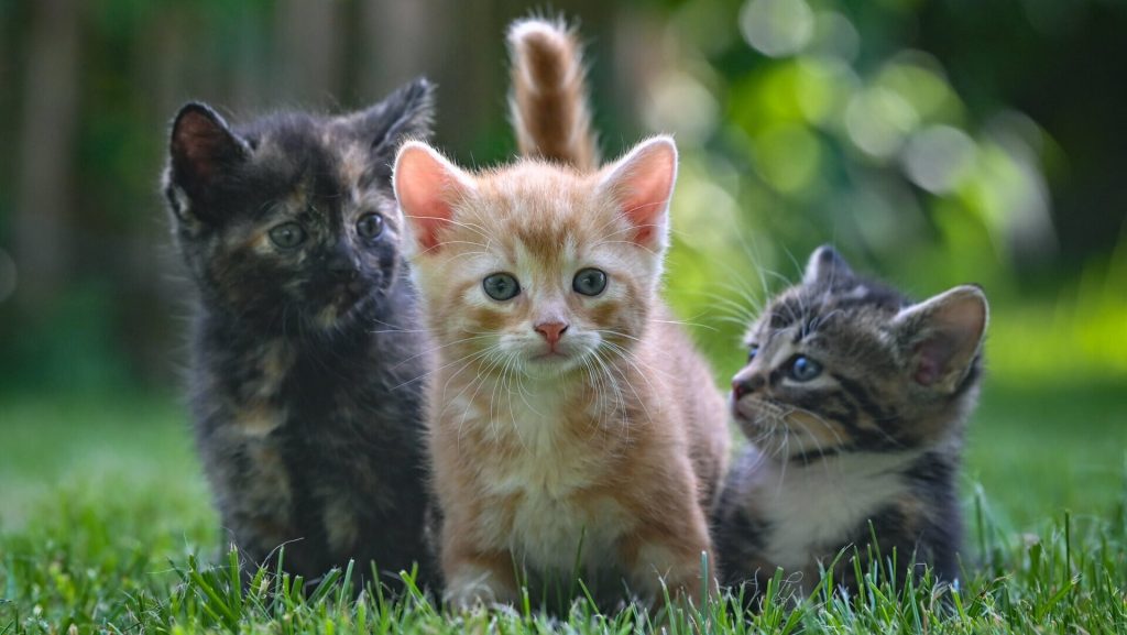 Gettyimages 1234268505 E1721064881414.jpg