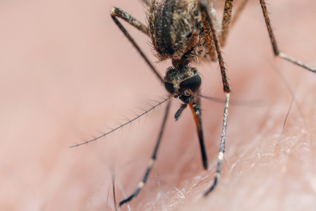 Kansas health officials worry over ‘concerning trend’ of West Nile Virus Gettyimages 1498131886.jpg
