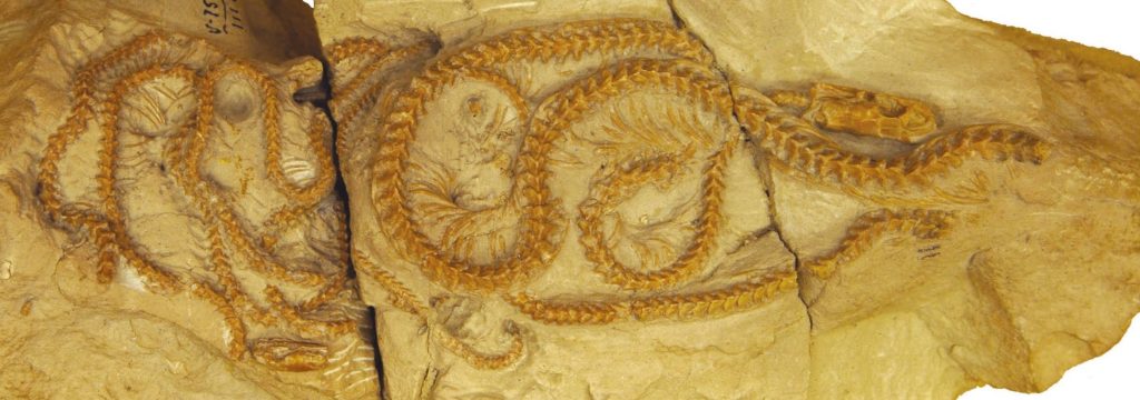 34-Million-Year-Old Snake Discovered in Wyoming Changes Our Understanding of Evolution Hibernophis Breithaupti Fossil.jpg