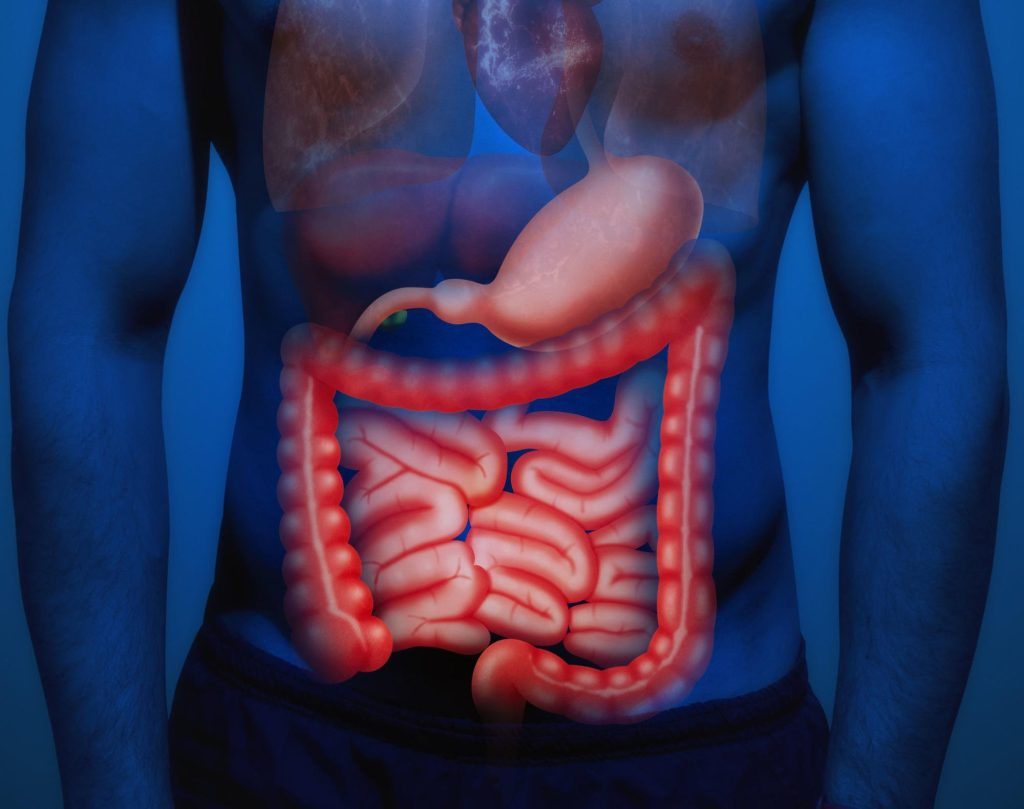 Human Anatomy Bowel.jpg