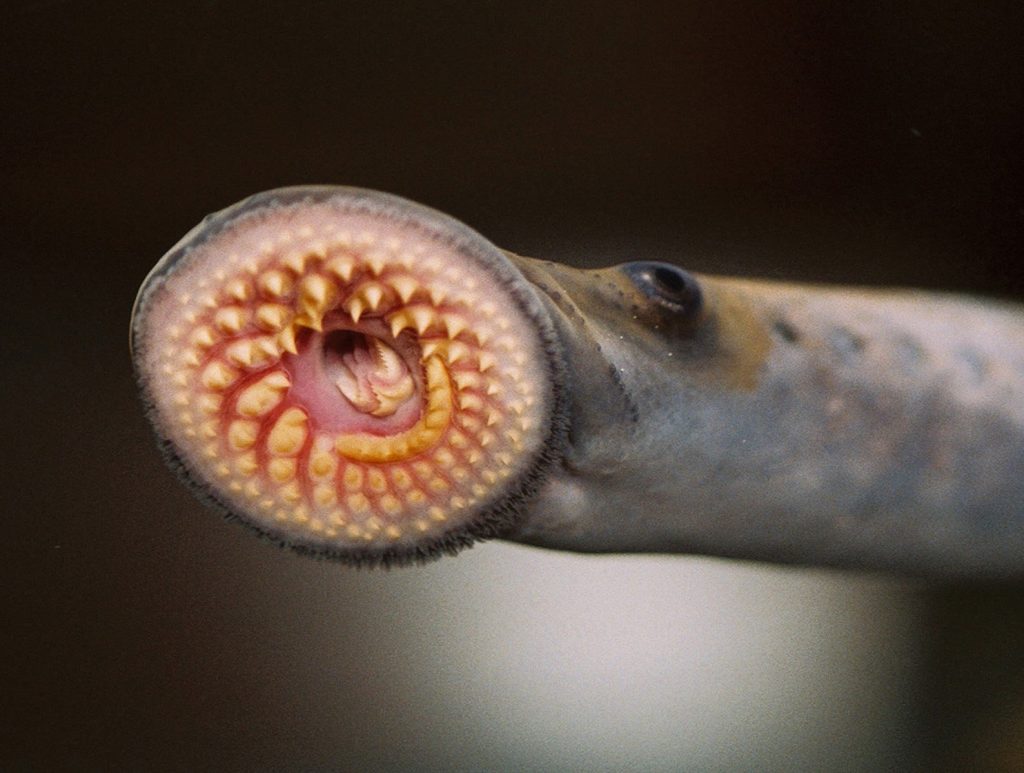 Sea Lamprey 1.jpg