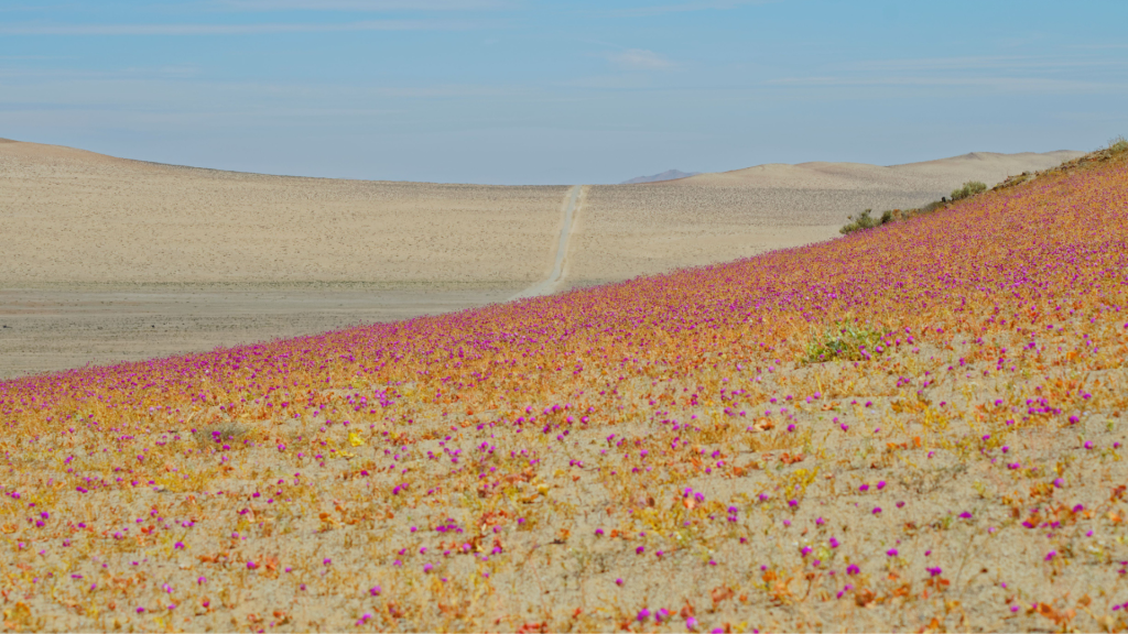 Untitled Design 73 1.png