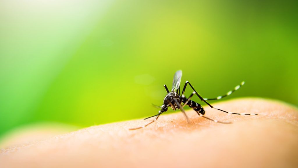 West Nile virus mosquito confirmed in St. Louis County village A54f233f 6c69 46c2 B5da 8a05da7b63b6 1140x641.jpg