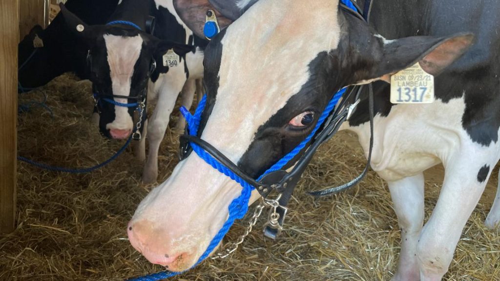 MN implements bird flu testing for dairy cows ahead of fairs Afc00d64 A275 4489 A037 22a24a822d89 1140x641.jpg