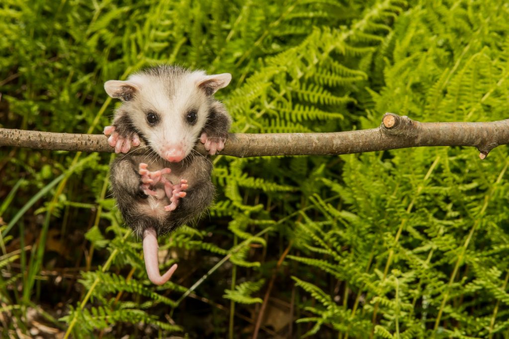 Baby Opossum.jpg