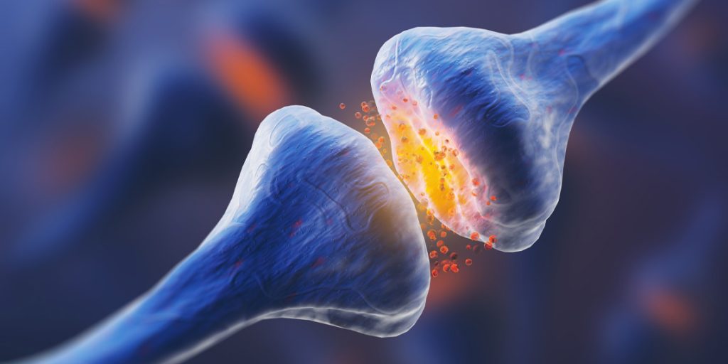 Brain Connection Neuron Synapse.jpg