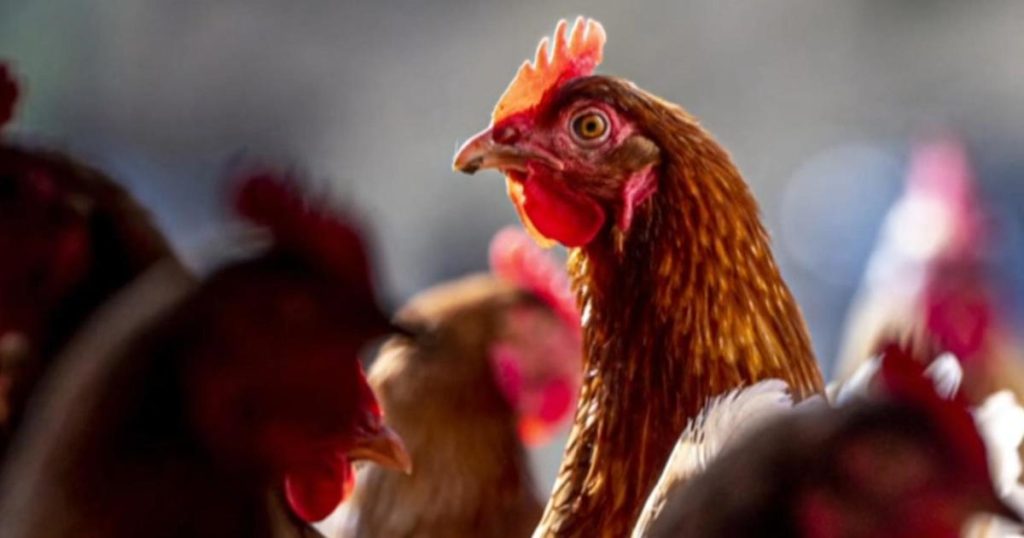 Cbsn Fusion What To Know As Third Us Bird Flu Case Detected Thumbnail.jpg
