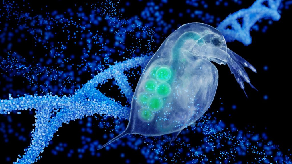 Daphnia.jpg