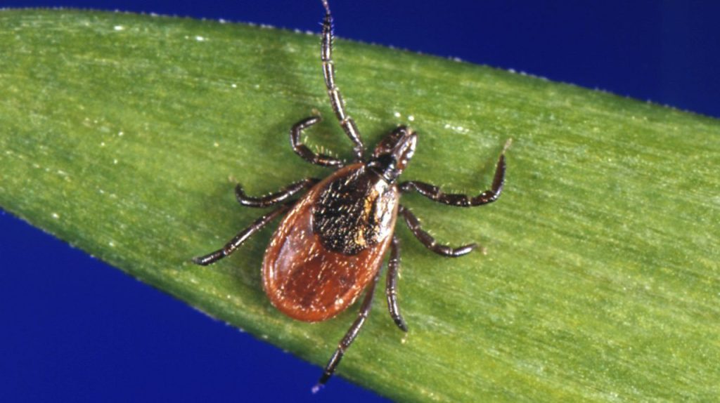 Deer Tick E1682676781934.jpg