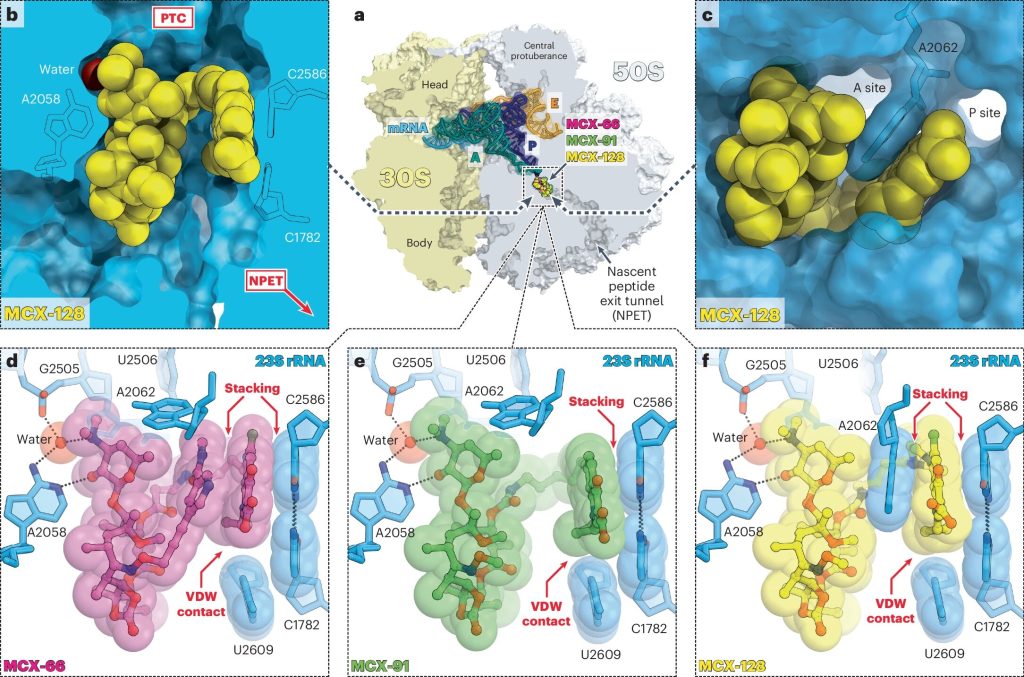 Dual Action Antibiotic.jpg