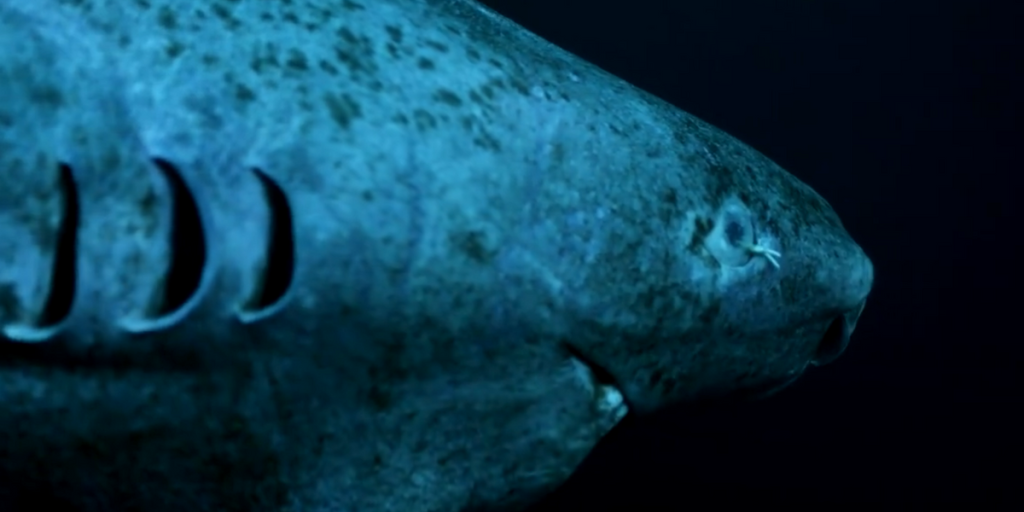 Scientists finally work out how Greenland sharks can live to 500 years old Expert Explains Why Orcas Killing Great White Sharks After Attack Caught On.png