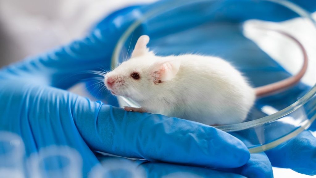 Scientists breed most human-like mice yet Fztg5fb97npdrbheum8xhv 1200 80.jpg