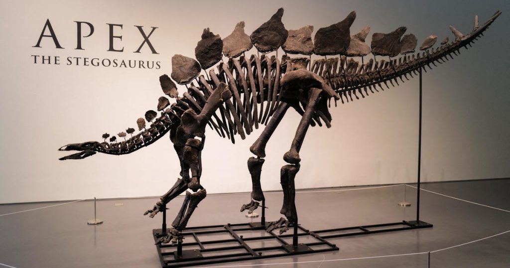Stegosaurus sells for almost $45 million at Sotheby’s auction, the most for any dinosaur fossil Gettyimages 2160832920.jpg