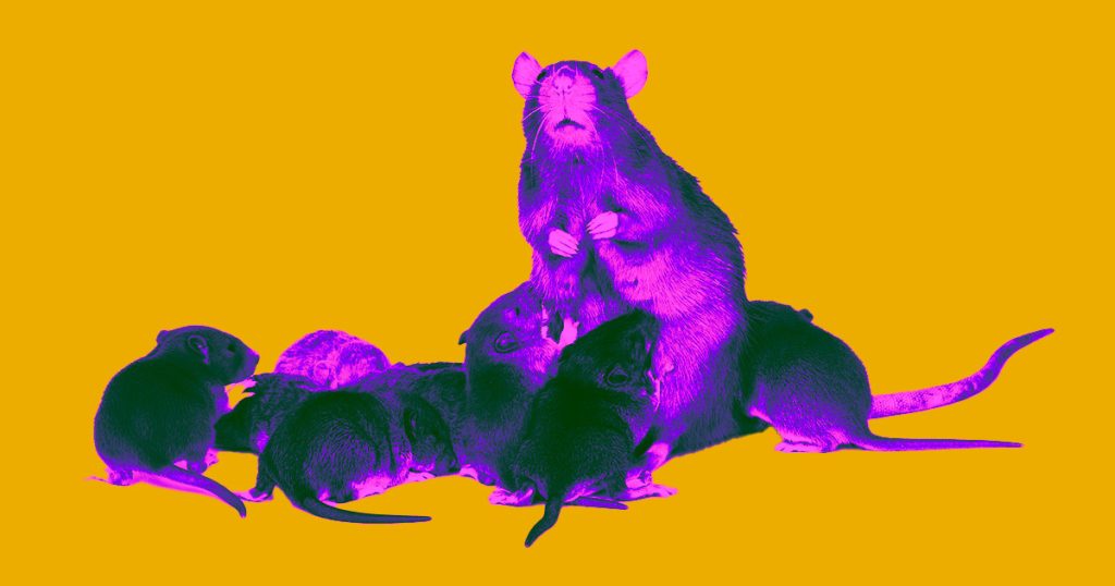 Mice Drug Lifespan Anti Aging.jpg