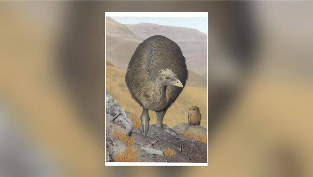 New Zealand’s Flightless Birds Are Retreating To Extinct Moa Graveyards Moa In The Mountains Meta.jpg