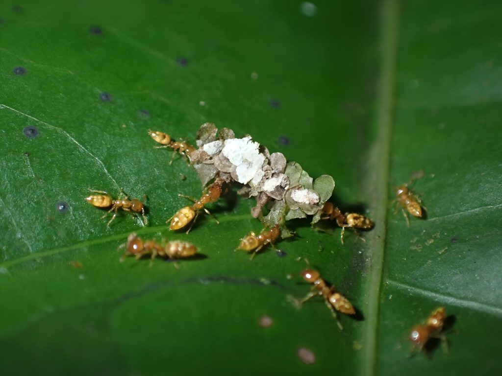 ‘Evolutionary déjà vu’ in the tropical rainforest Of Ants And Trees Evol.jpg