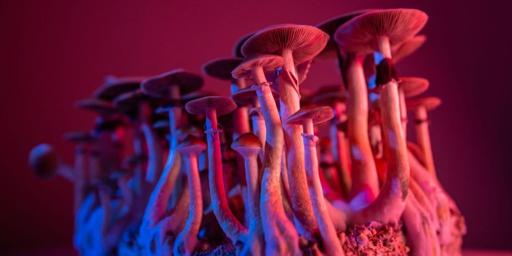 Psilocybe Mushrooms.jpg