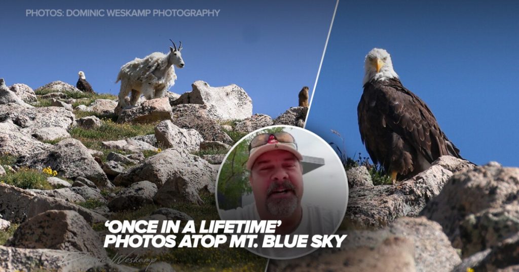 Urlhttp3a2f2fewscripps Brightspot.s3.amazonaws.com2fd12f562ffe1e2e4a41a7b77645fd6e25618a2fdominic Weskamp Moutain Goat Eagle Marmot Photos.jpg