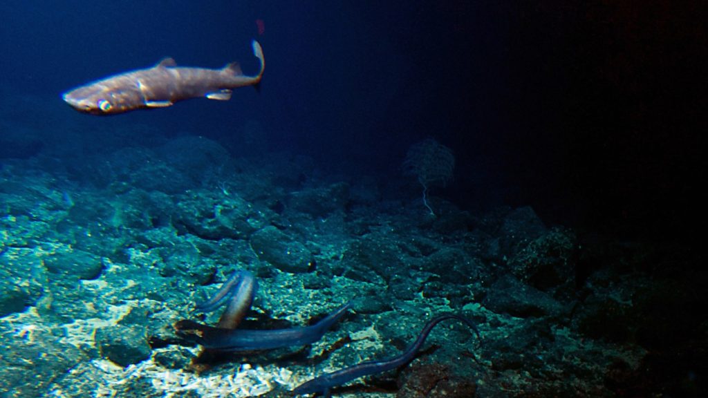 Urlhttp3a2f2fnpr Brightspot.s3.amazonaws.com2f5c2f252f4decb9ad437fb6b98c2ab11619022fap16258022514198.jpg