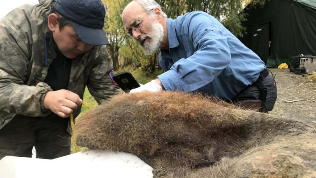 A 3D reconstruction of the woolly mammoth genome might help revive the extinct species : Shots Urlhttp3a2f2fnpr Brightspot.s3.amazonaws.com2f762f312fb645d49e441eab4d56ee6bf35cbb2fmammoth Skin 3.jpg