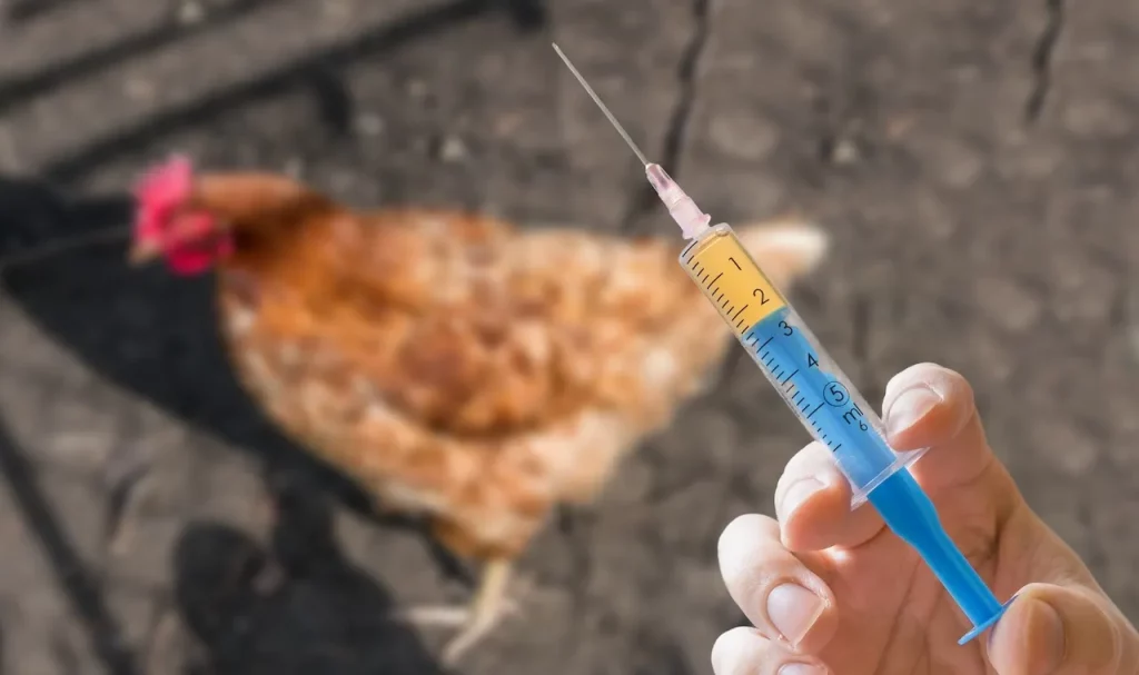 Chicken Vaccine.jpg
