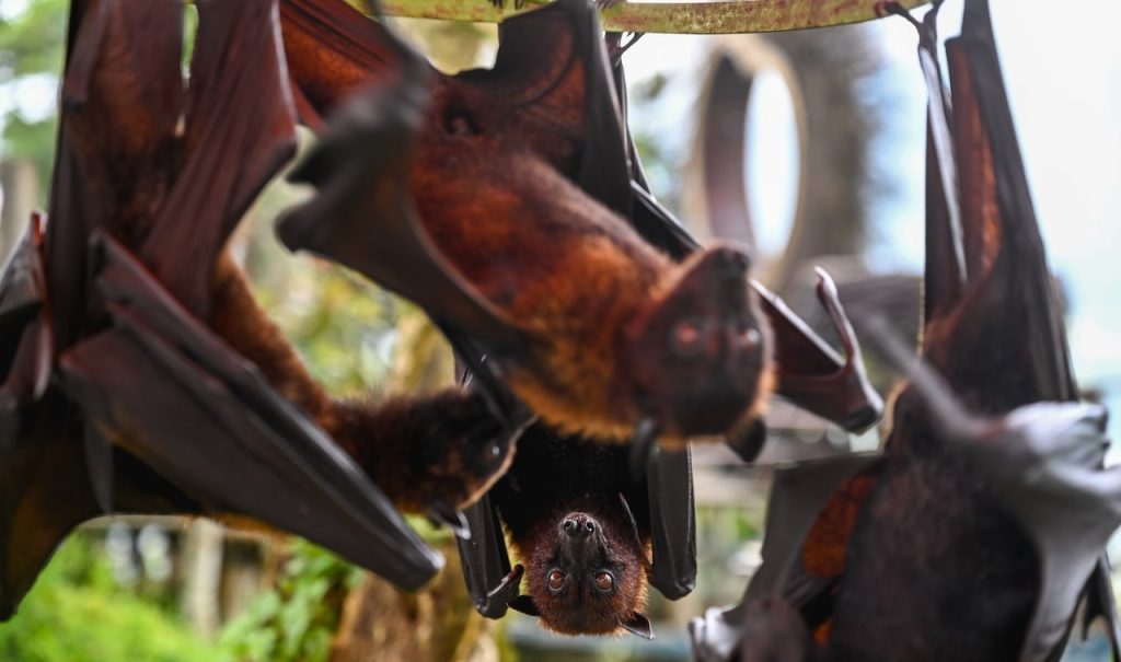 New bat coronavirus discovered in China sparks pandemic concerns Hanging Bats.jpg