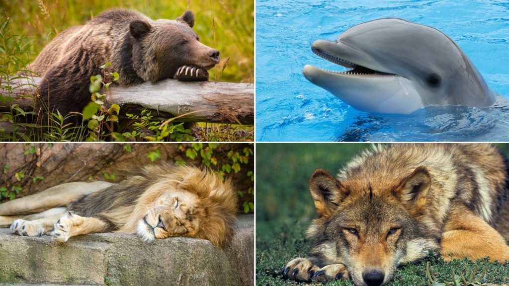 Sleep Chronotypes Split.jpg