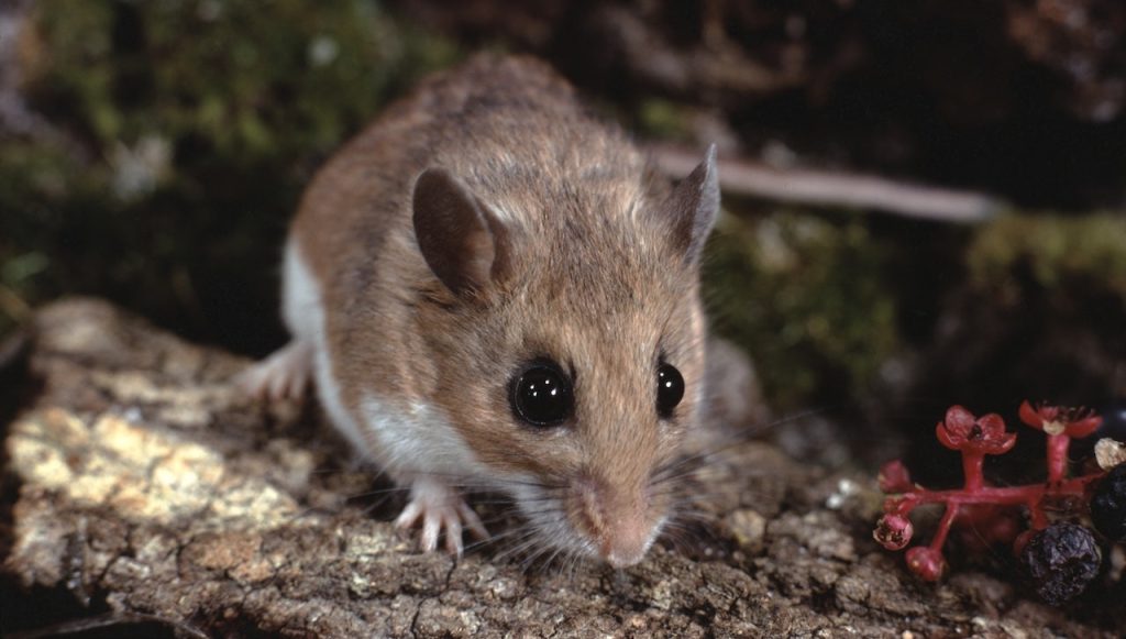 Three die in California from hantavirus, cause of Gene Hackman’s wife’s death Deer Mouse.jpg
