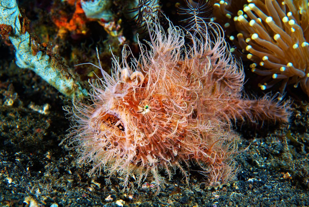 Hairy frogfish natural lure walk on seafloor 1m.jpg