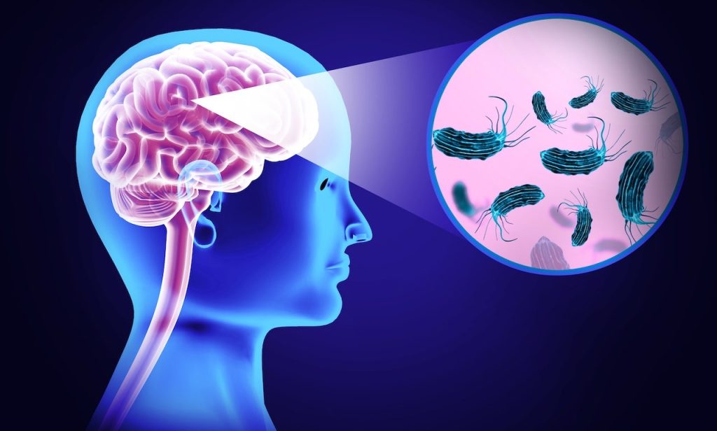 Naegleria Fowleri.jpg