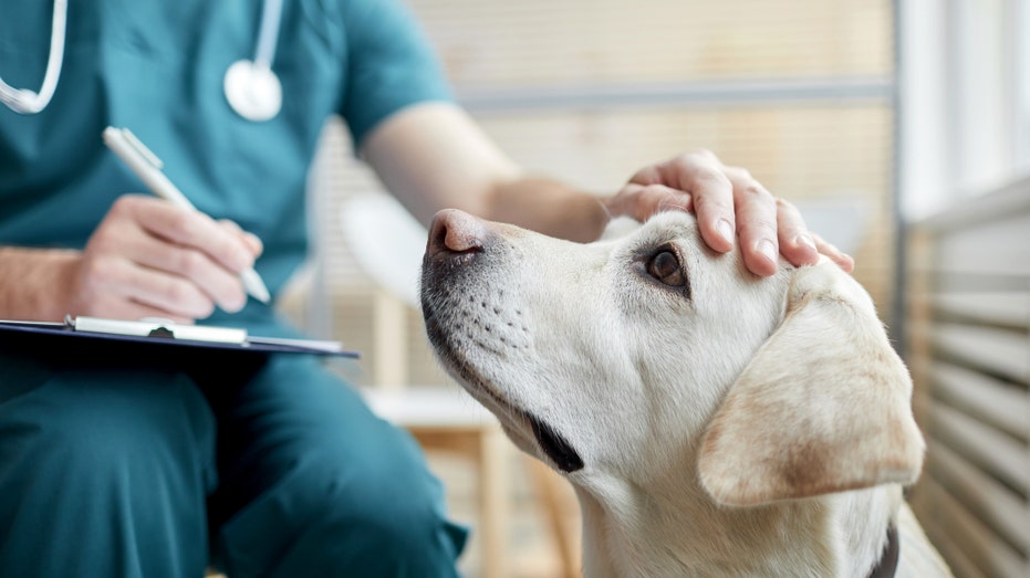Trained dogs can smell Parkinson's disease before symptoms show up, study finds Technician petting dog.jpg