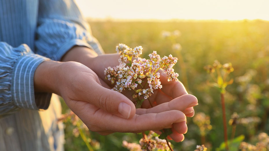 Ancient herb known as ‘nature’s Valium’ touted for improving sleep and anxiety Hands holding valerian flower.jpg